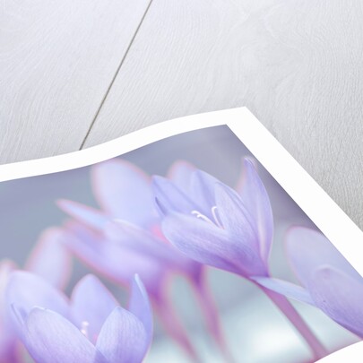 Crocus flowers by Assaf Frank